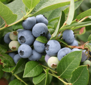 Afin Brigitta Blue, ghiveci 1L