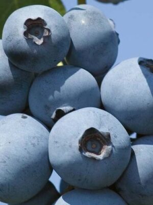 Afin Elliot la ghiveci 1L