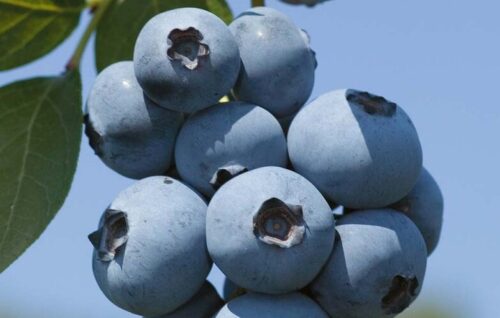 Afin Elliot la ghiveci 1L