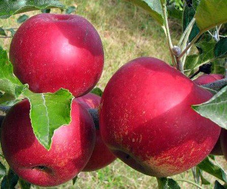 Măr Ionathan,ghiveci 5L