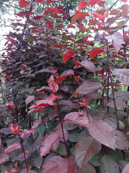 Prunus cerasifera Nigra (Corcodus Rosu/Prunus NIGRA) port inalt la ghiveci 7L