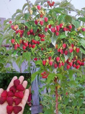 Zmeur tip pomisor (Tarusa), radăcină nudă