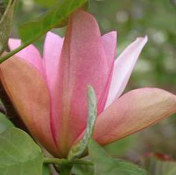 Magnolia Flamingo, ghiveci 5L