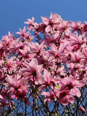 Magnolia GALAXY , ghiveci 5L