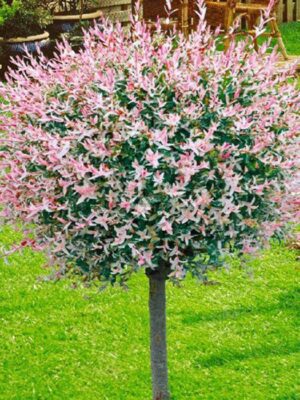 Salix Japoneză (Hakuro Nishiki) altoita pom, ghiveci 7L