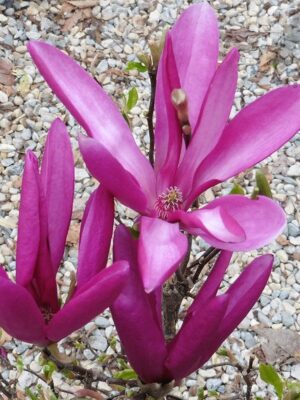 Magnolia Susan, ghiveci 3L