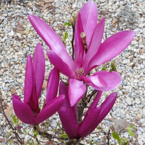 Magnolia Susan, ghiveci 3L