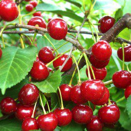 Vișin Crișana, ghiveci 5L