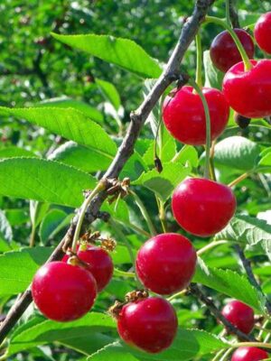 Vișin Nana, ghiveci 5L