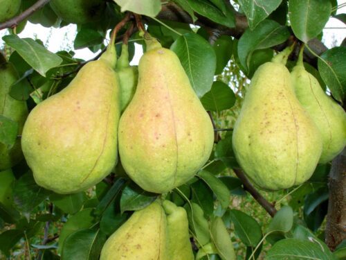 par CURE Păr Cure, ghiveci 5L