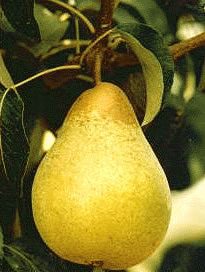 Păr Williams Galben, ghiveci 5L
