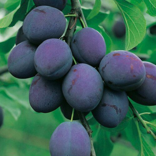 Prun President, ghiveci 5L