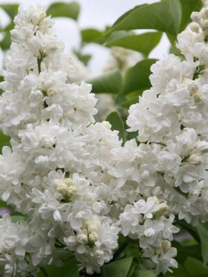 Liliac Syringa vulgaris-Madame Lemoine la ghiveci 5L