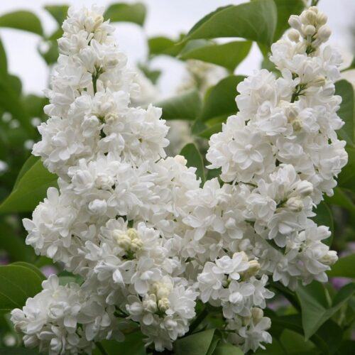 Liliac Syringa vulgaris-Madame Lemoine la ghiveci 5L