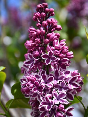 Liliac Syringa vulgaris SENSATION la ghiveci 7L