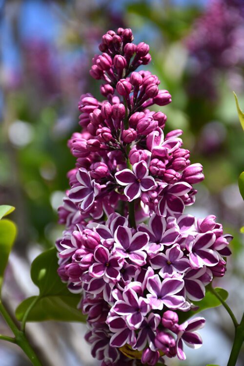 Liliac Syringa vulgaris SENSATION la ghiveci 7L