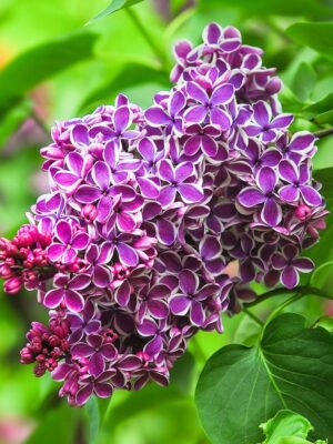 Liliac Syringa vulgaris SENSATION la ghiveci 5L