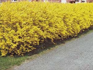 Forsythia- Ploaie de aur, la ghiveci 7L