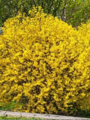 Forsythia- Ploaie de aur, la ghiveci 5L