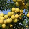 prun shiro Prun japonez Shiro, rădăcină nudă