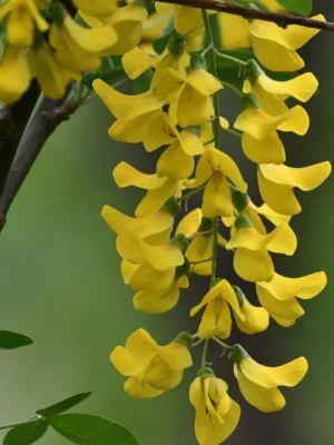 Salcam Galben la ghiveci, 5L, 60-80cm