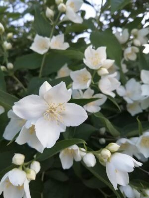 Iasomie, ghiveci 3L, 50-70 cm