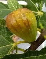 Smochin Ficus carica Goutte d'or, ghiveci 2L