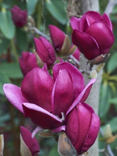 Magnolia Purplestar, ghiveci 7L