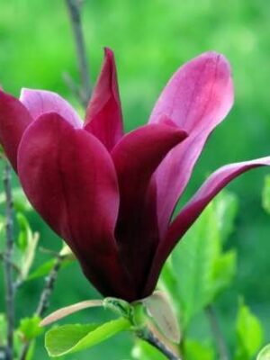 Magnolia Purplestar, ghiveci 5L