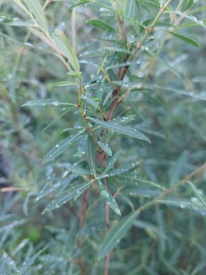 Salix Purpurea Nana, ghiveci 5L