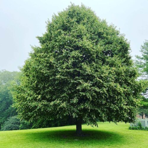 Tei argintiu, ghiveci 5L, 130-150 cm