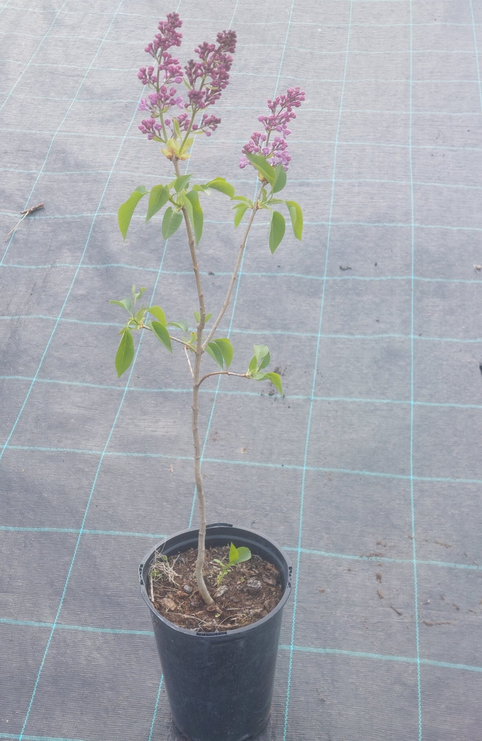 Liliac Syringa vulgaris, ghiveci 3L