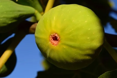 JANNOT Smochin Ficus carica Jannot, ghiveci 5L