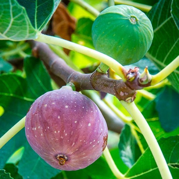 VIOLET DAUPHINE2 Smochin Ficus carica Violette Dauphine, ghiveci 2L