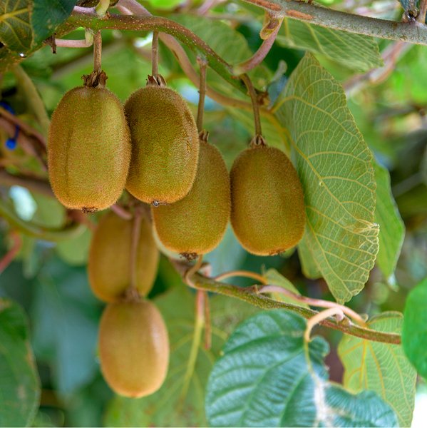 Kiwi Actinidia deliciosa Solo, ghiveci P9