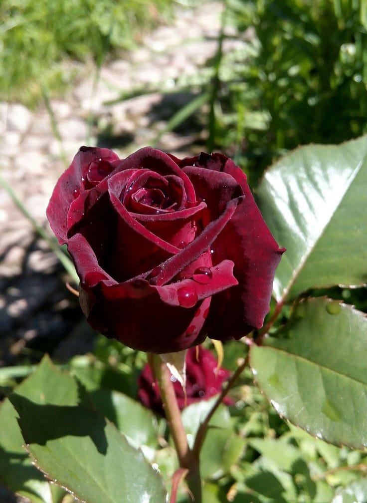Baccara, ghiveci 2L