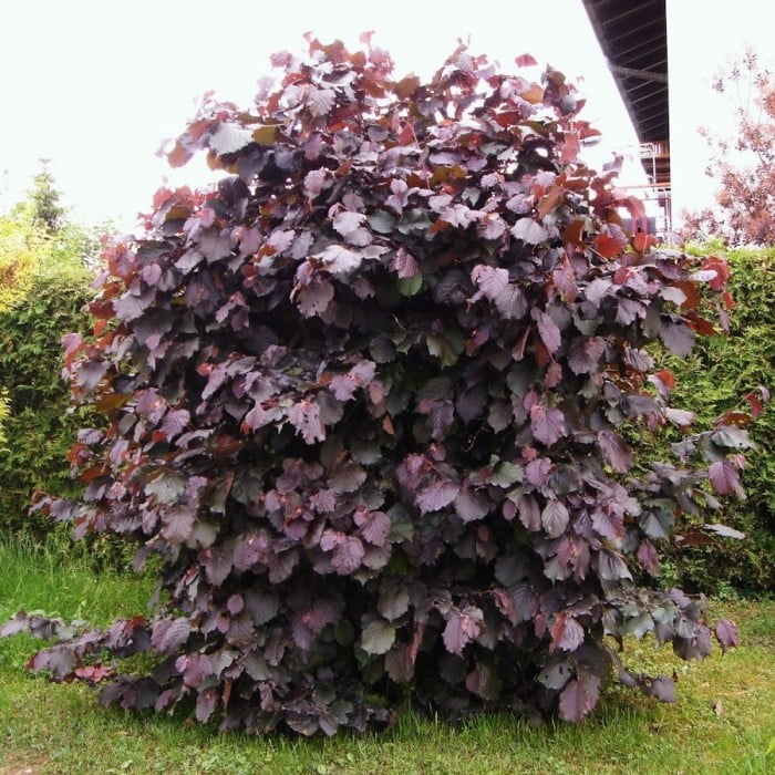 Alun rosu Purpurea, ghiveci 2L