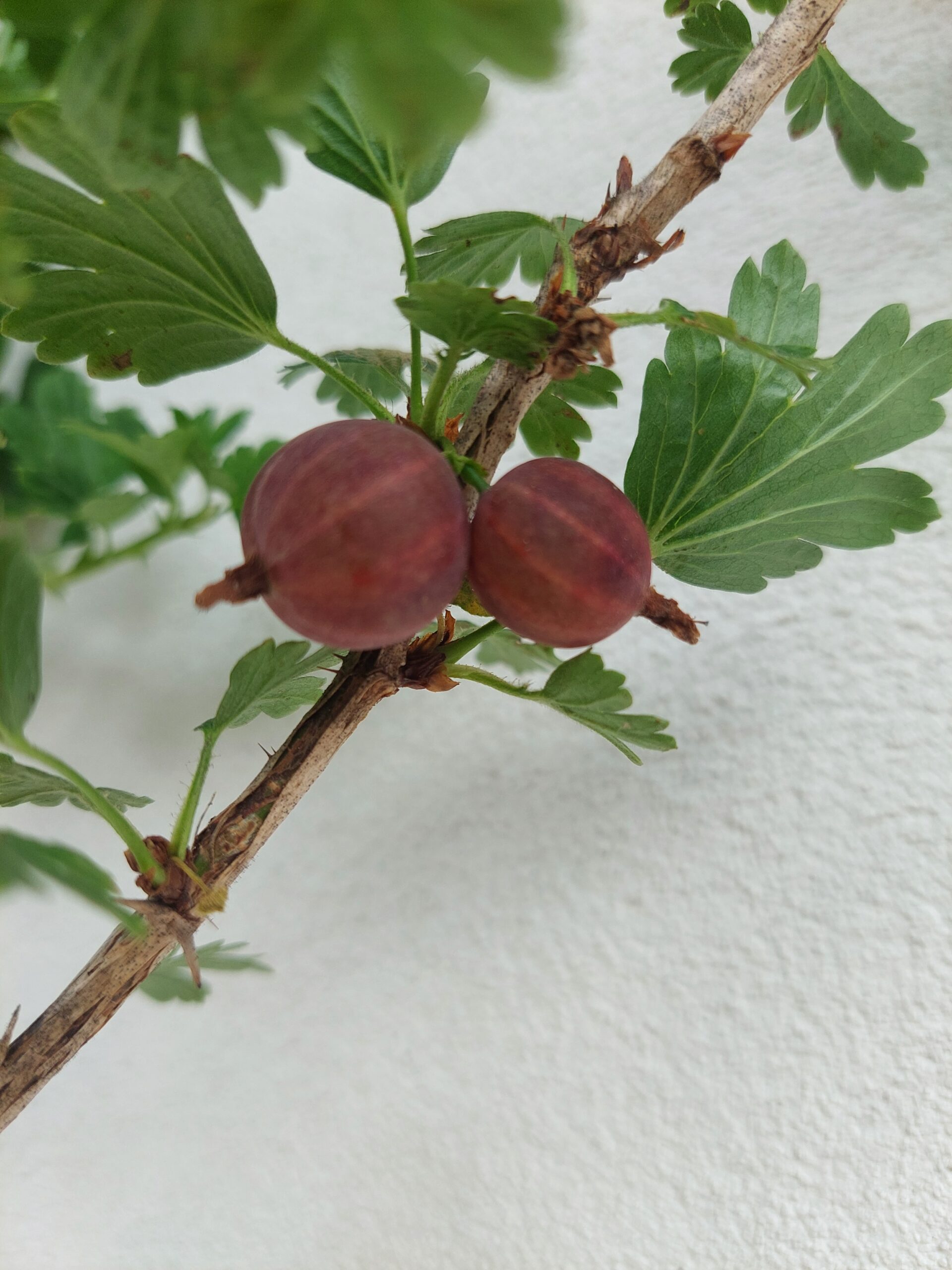 AGRIS rosu pom AGRIS rosu pom