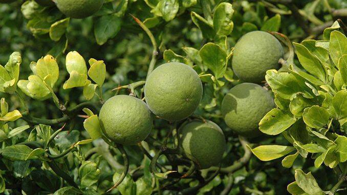 Lămâi trifoliat, rezistent la ger (CITRUS TRIFOLIATA), ghiveci p9