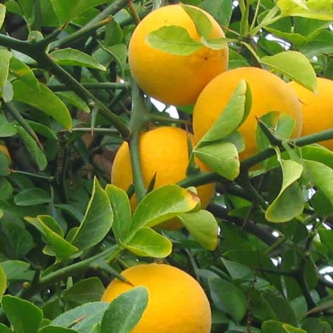 lamai trifoliat. Lămâi trifoliat, rezistent la ger (CITRUS TRIFOLIATA), ghiveci p9