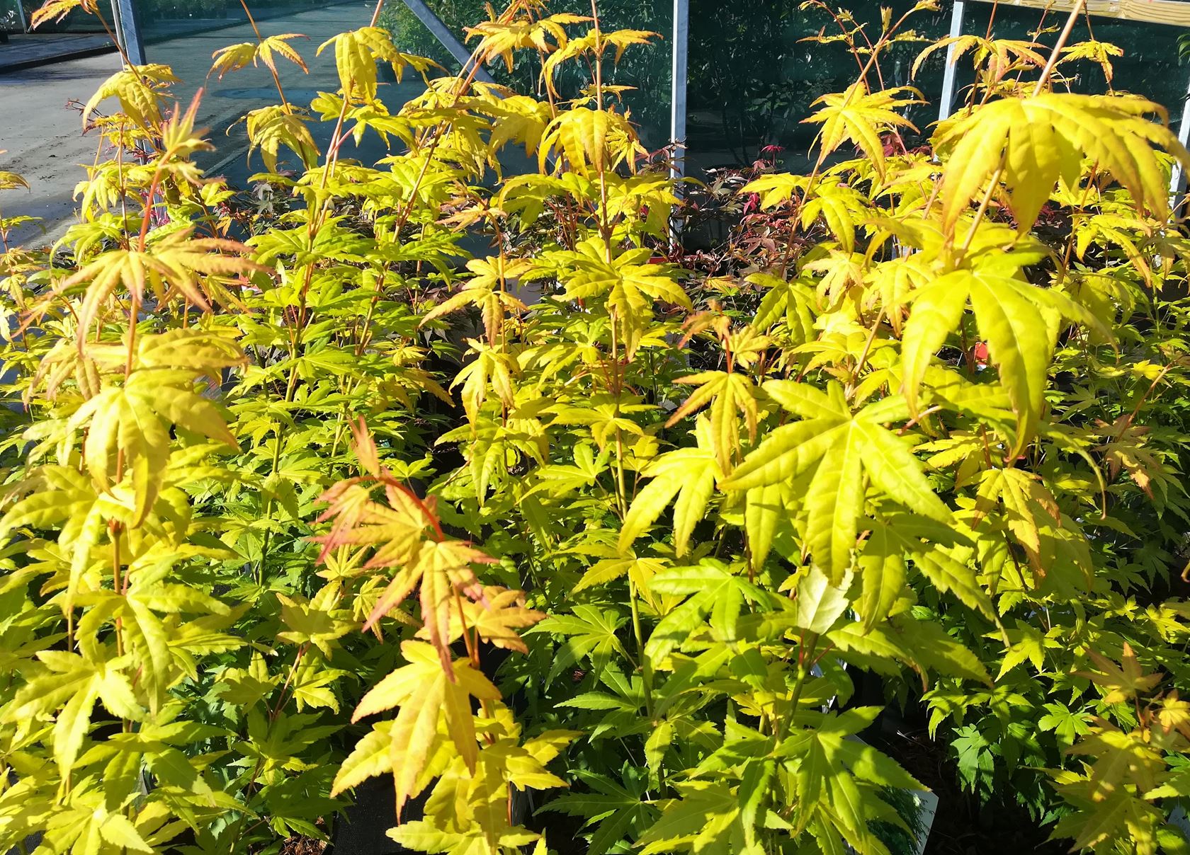 ORANGE DREAM Acer palmatum Orange Dream ghiveci 2L