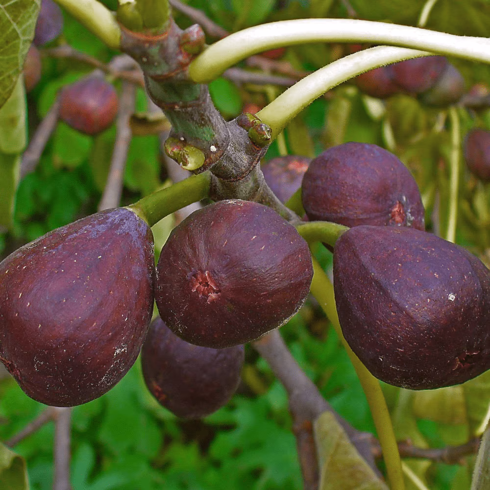 Smochin Ficus carica, Brogiotto Nero , ghiveci 2L