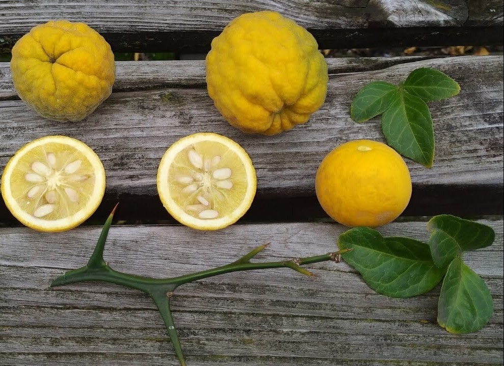 Lămâi trifoliat, rezistent la ger (CITRUS TRIFOLIATA), ghiveci 1L