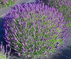 Lavandă Angustifolia, ghiveci p9