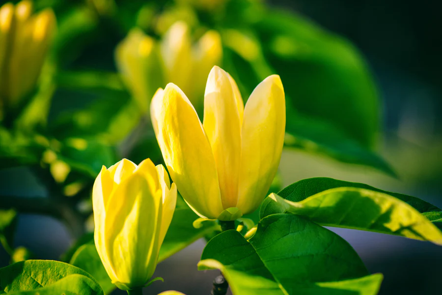 Magnolia Yellow Bird, ghiveci 3L