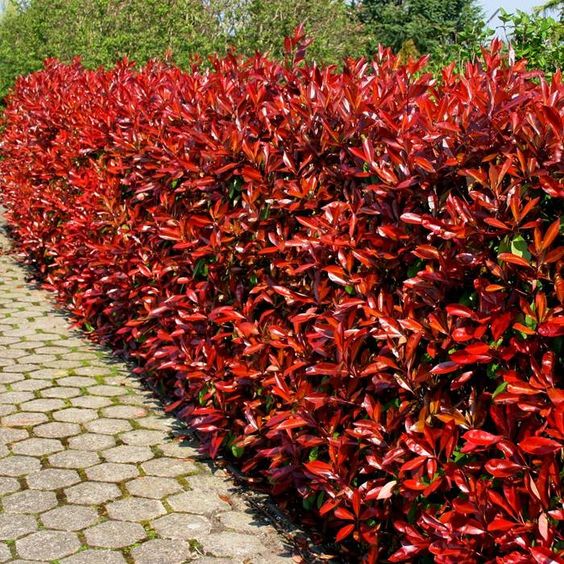 Photinia Crre ROUGE gard Photinia fraserii Carre Rouge, ghiveci 1L
