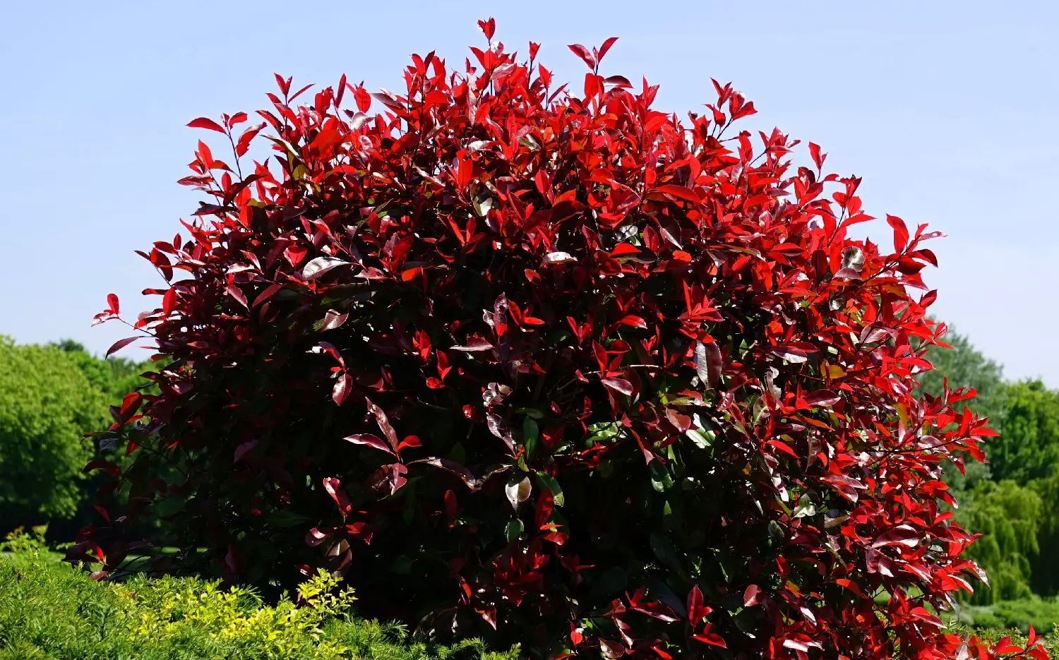 Photinia Crre ROUGE pom Photinia fraserii Carre Rouge, ghiveci 1L