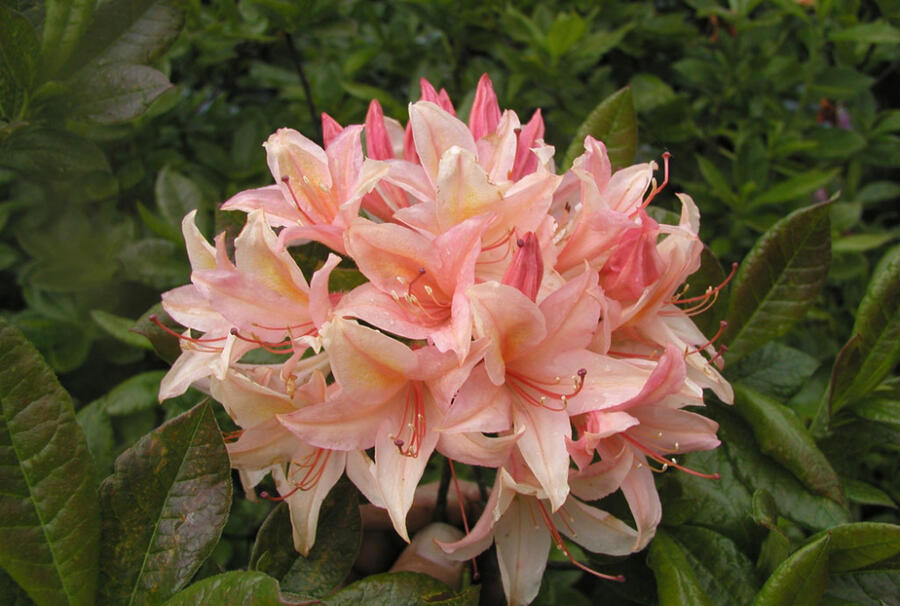 Rhododendron (Azalee) 'Chanel', ghiveci 2L