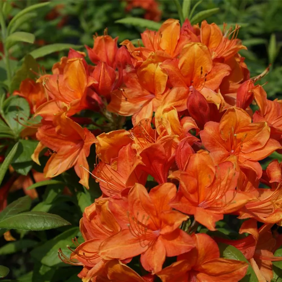 Rhododendron (Azalee) Golden Eagle, ghiveci 2L