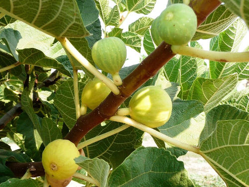 Smochin Ficus carica Kadota, ghiveci 2L